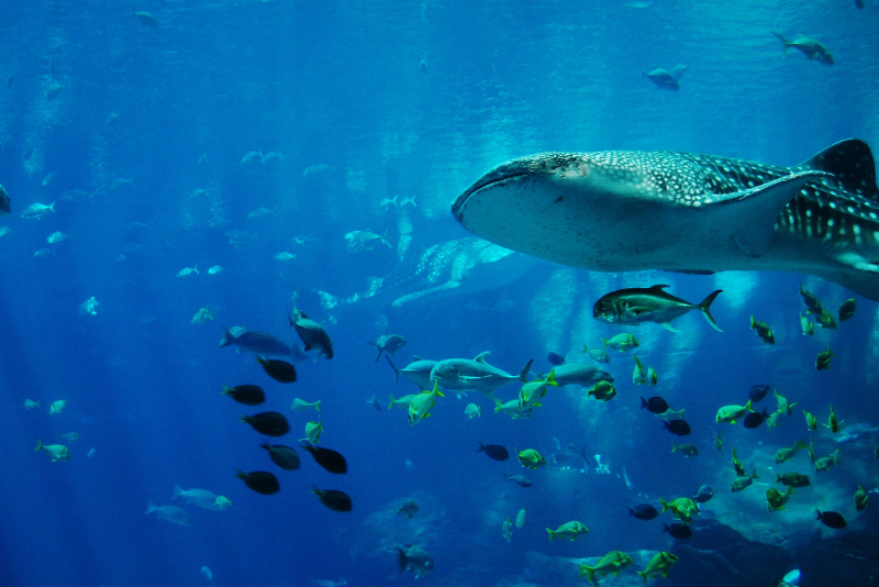 atlantic city aquarium